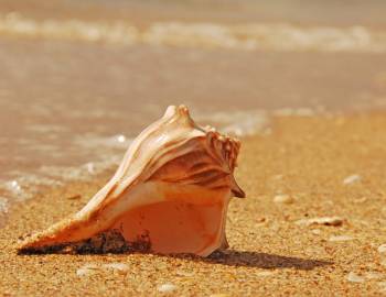 Some of the different types of shells you can find in Port Aransas