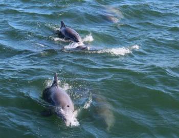 Best Dolphin Tours in Port Aransas