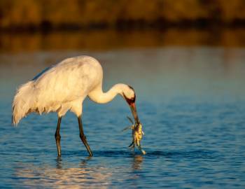 Join in the Whooping Crane Festival in Port Aransas, Texas