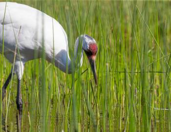 Learn About the Texas Whooping Crane Population