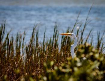 A Great Egret is sitting in the reeds, one of the many species you can see while birding in Port Aransas, Texas.
