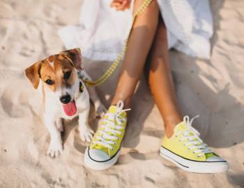 A smiling Russel Terrier sits at his owner's yellow Converse, on the pet-friendly beachfront of Port Aransas, Texas.