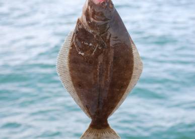 flounder