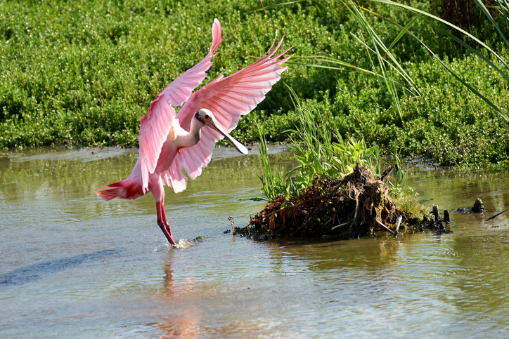 A Roseate Spoonbil lands in the water